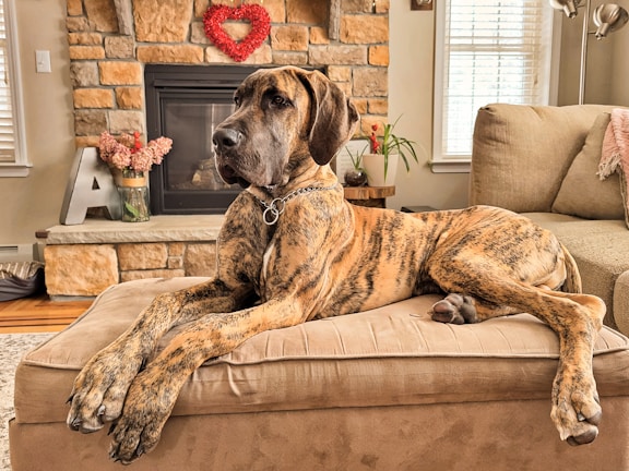 a large brown dog laying on top of a couch