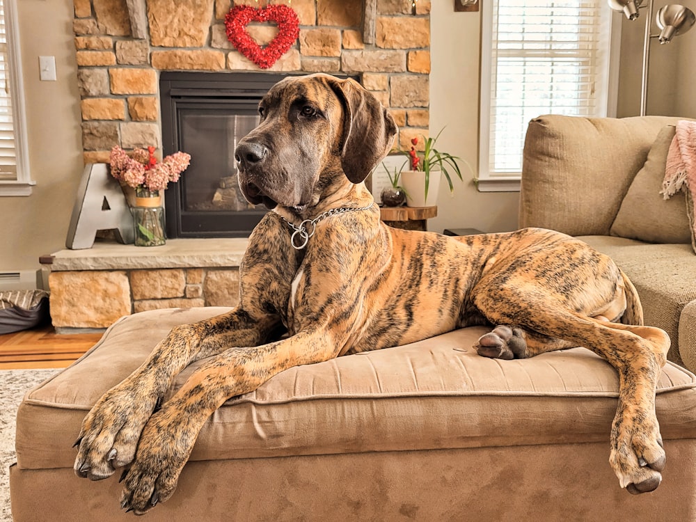 Un grande cane marrone che giace sopra un divano