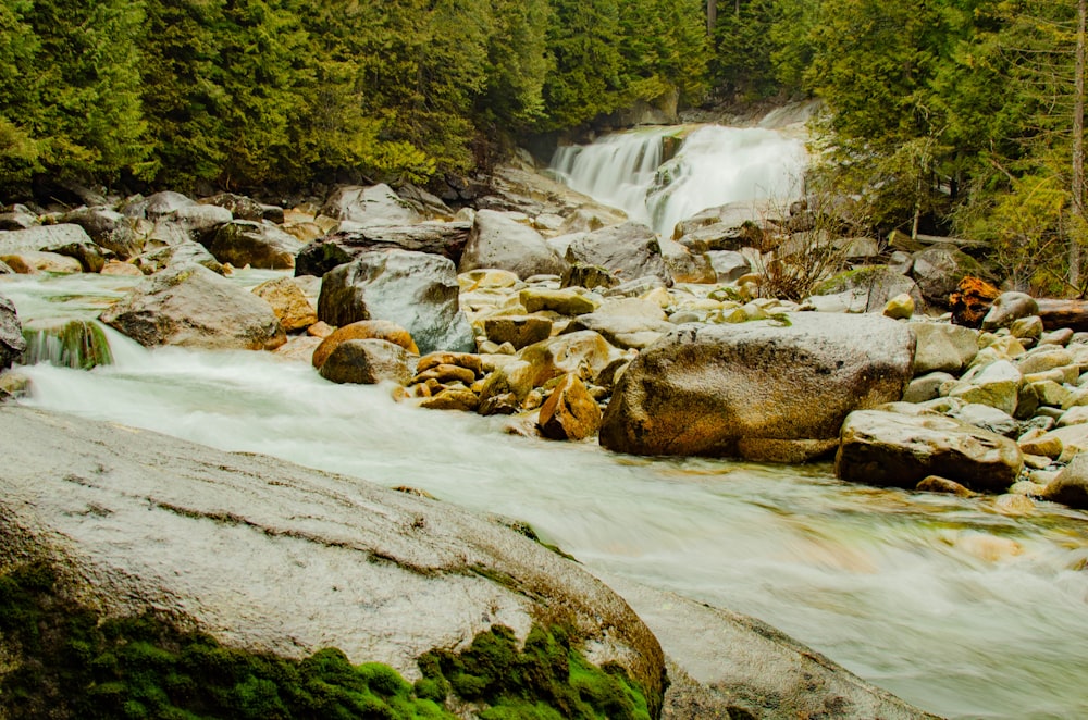 Un arroyo que atraviesa un bosque lleno de muchas rocas