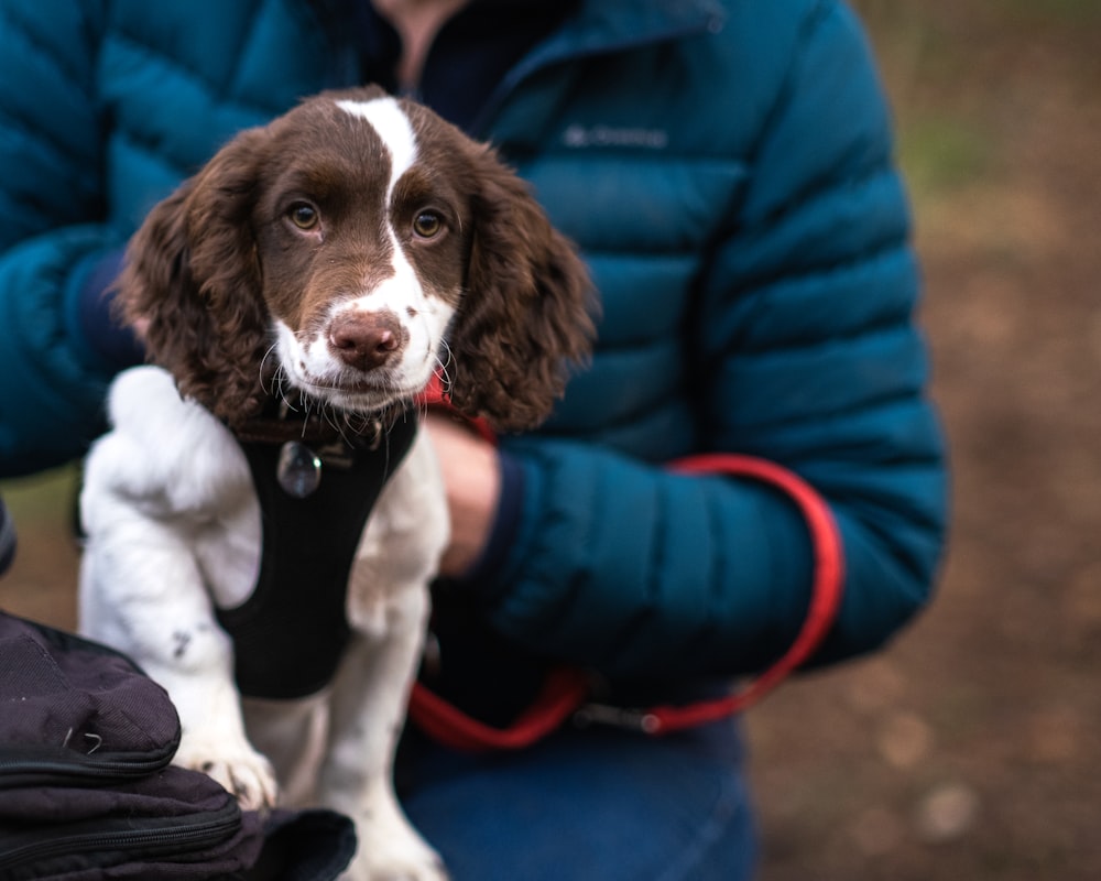 a person holding a brown and white dog