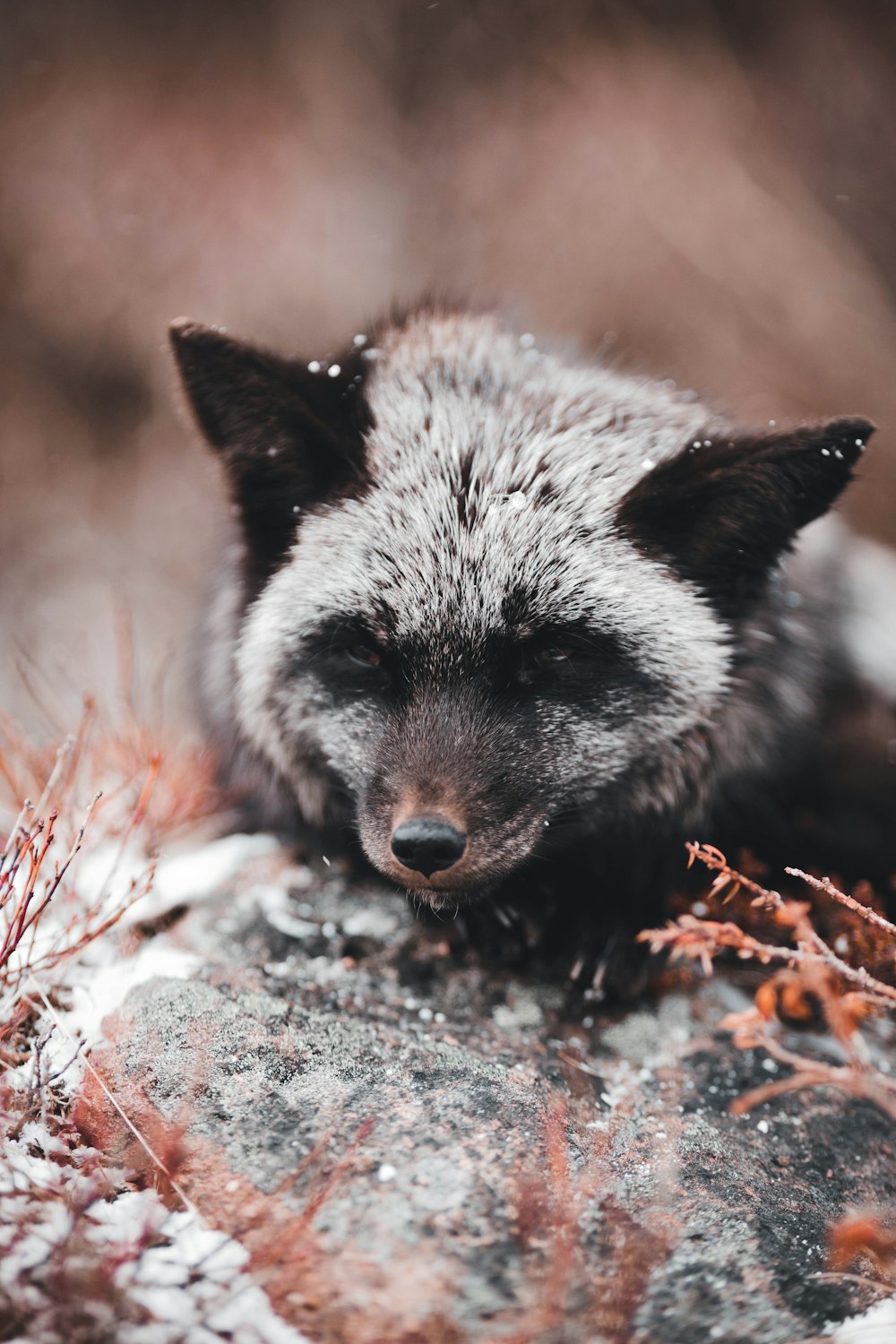 a close up of a raccoon laying on a rock