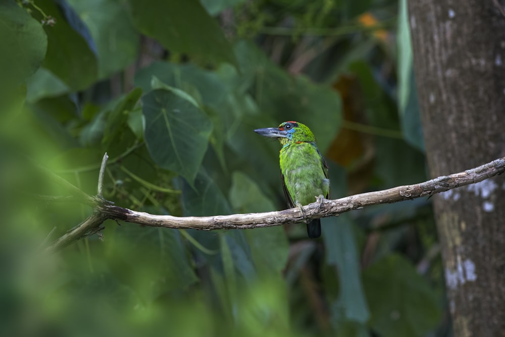 a small green bird perched on a tree branch