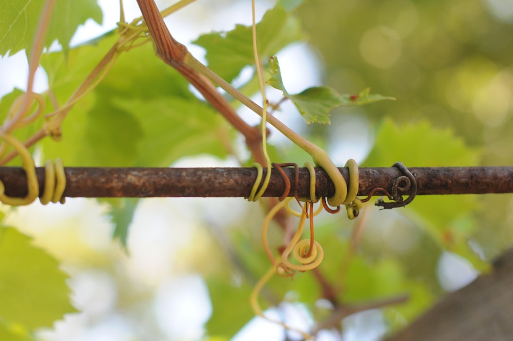 a close up of a tree branch with vines