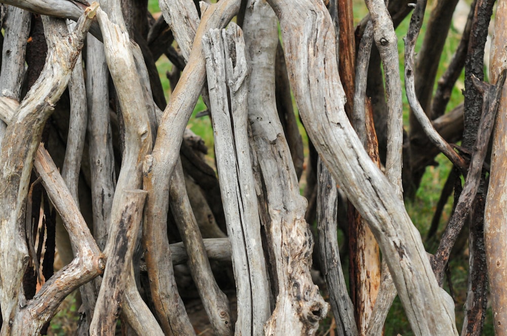 a close up of a bunch of tree branches