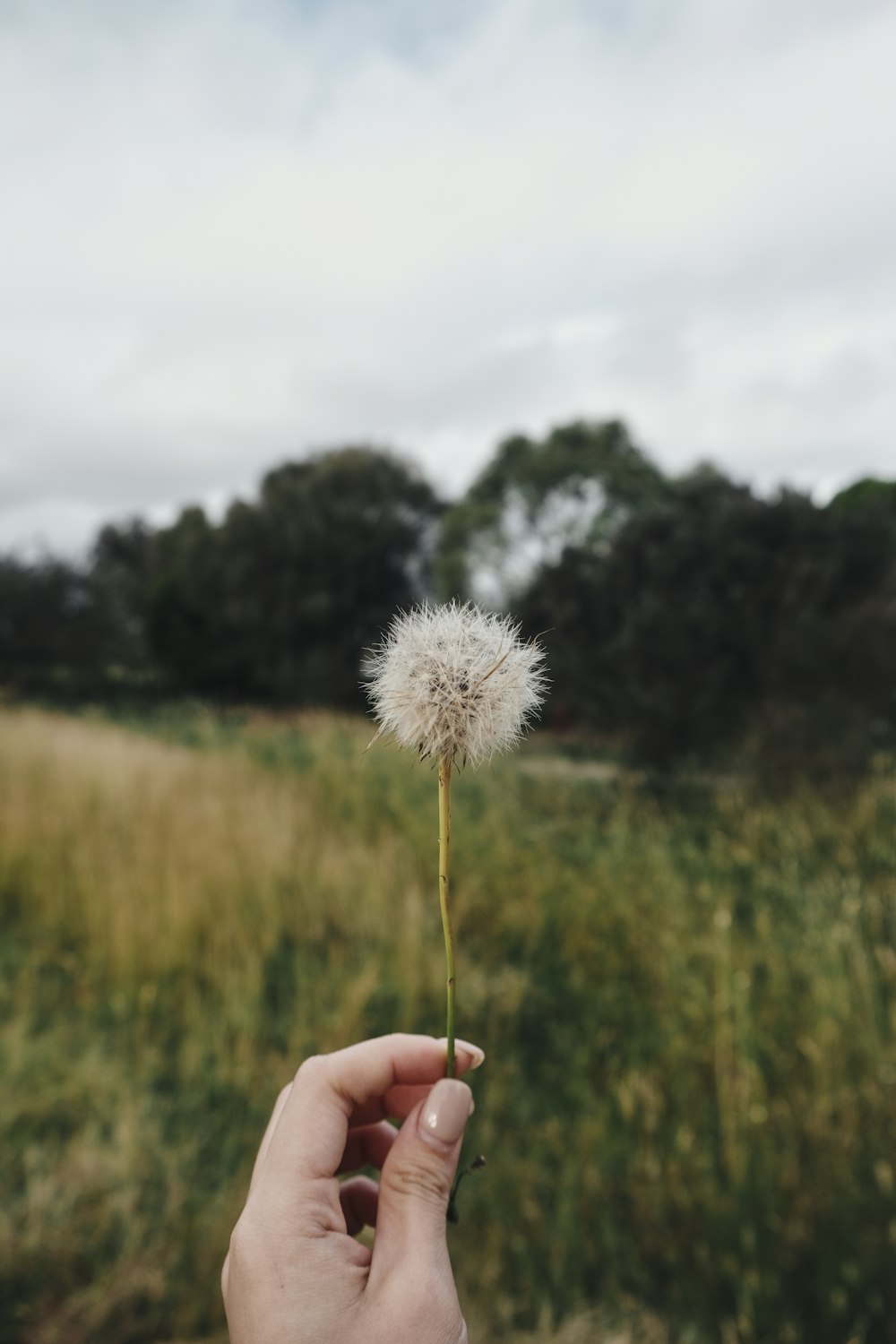 a person holding a dandelion in their hand