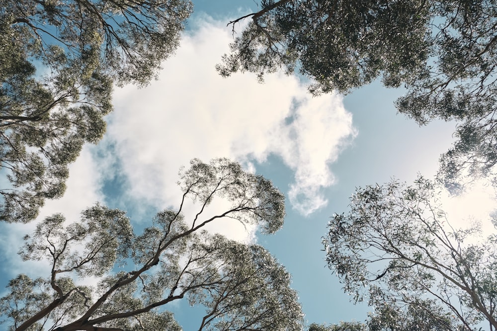 a group of trees that are standing in the grass