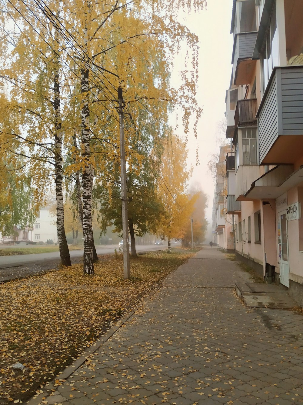 a tree lined street in front of a row of apartment buildings