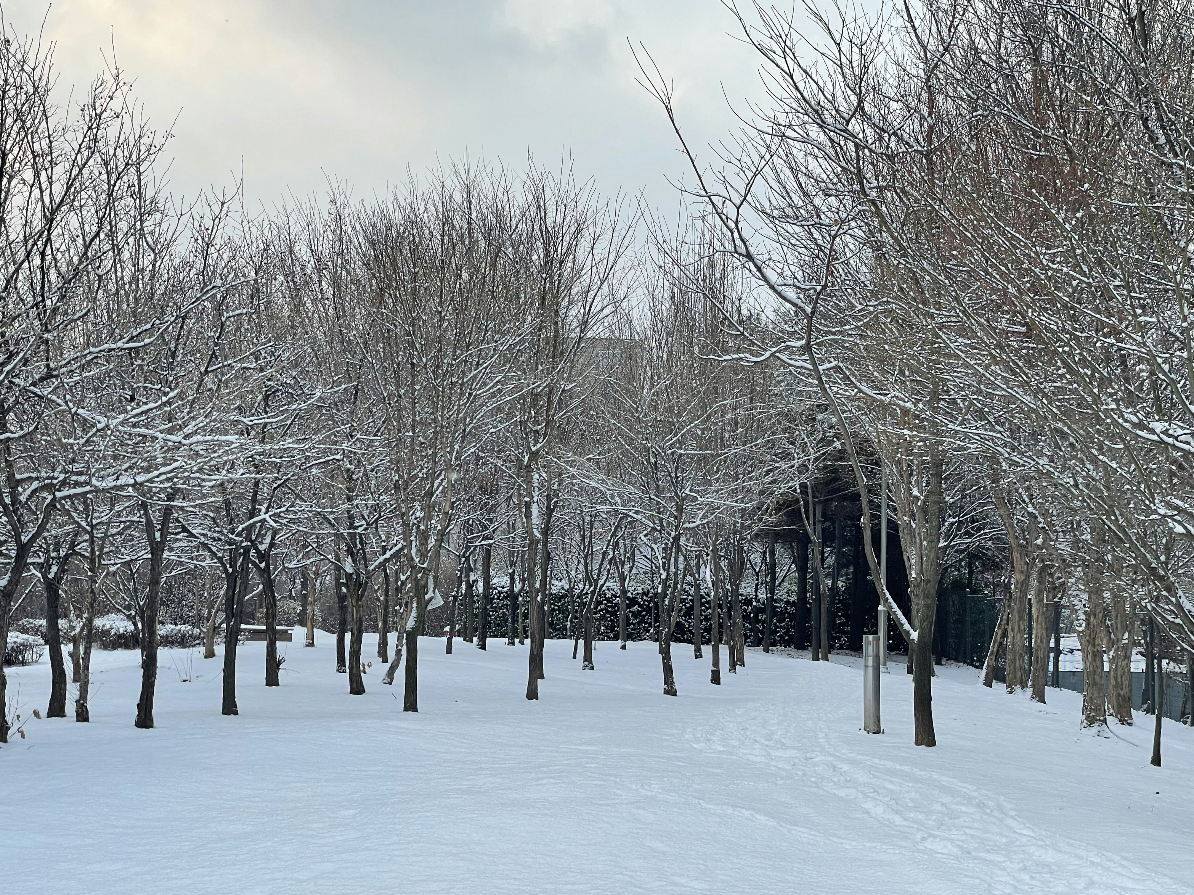 a snow covered field with trees and a building in the background