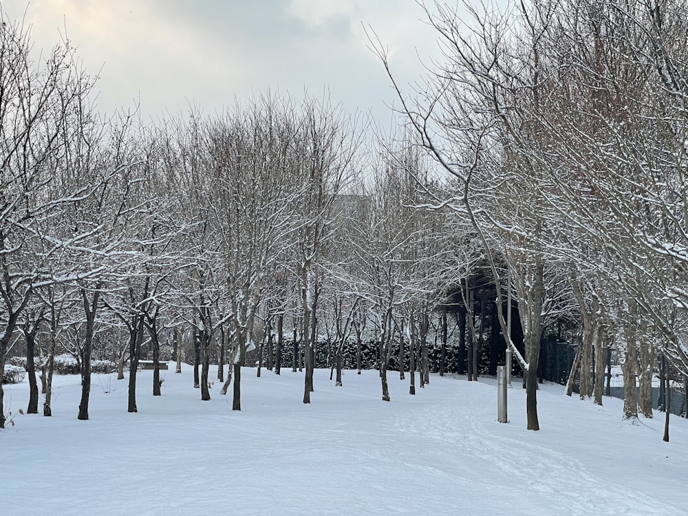 a snow covered field with trees and a building in the background
