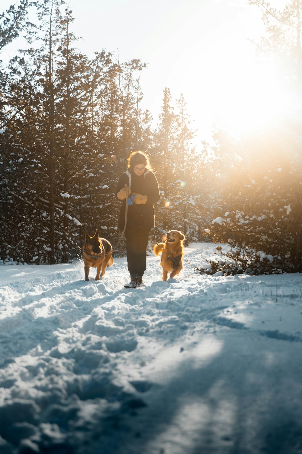 Une femme promenant deux chiens dans la neige