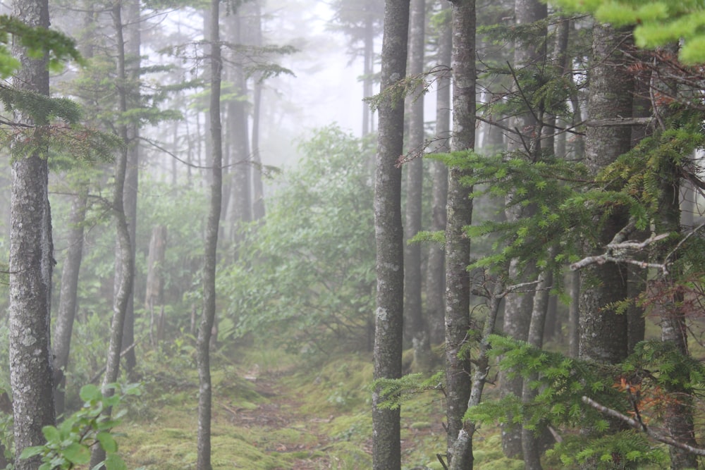 a forest filled with lots of tall trees