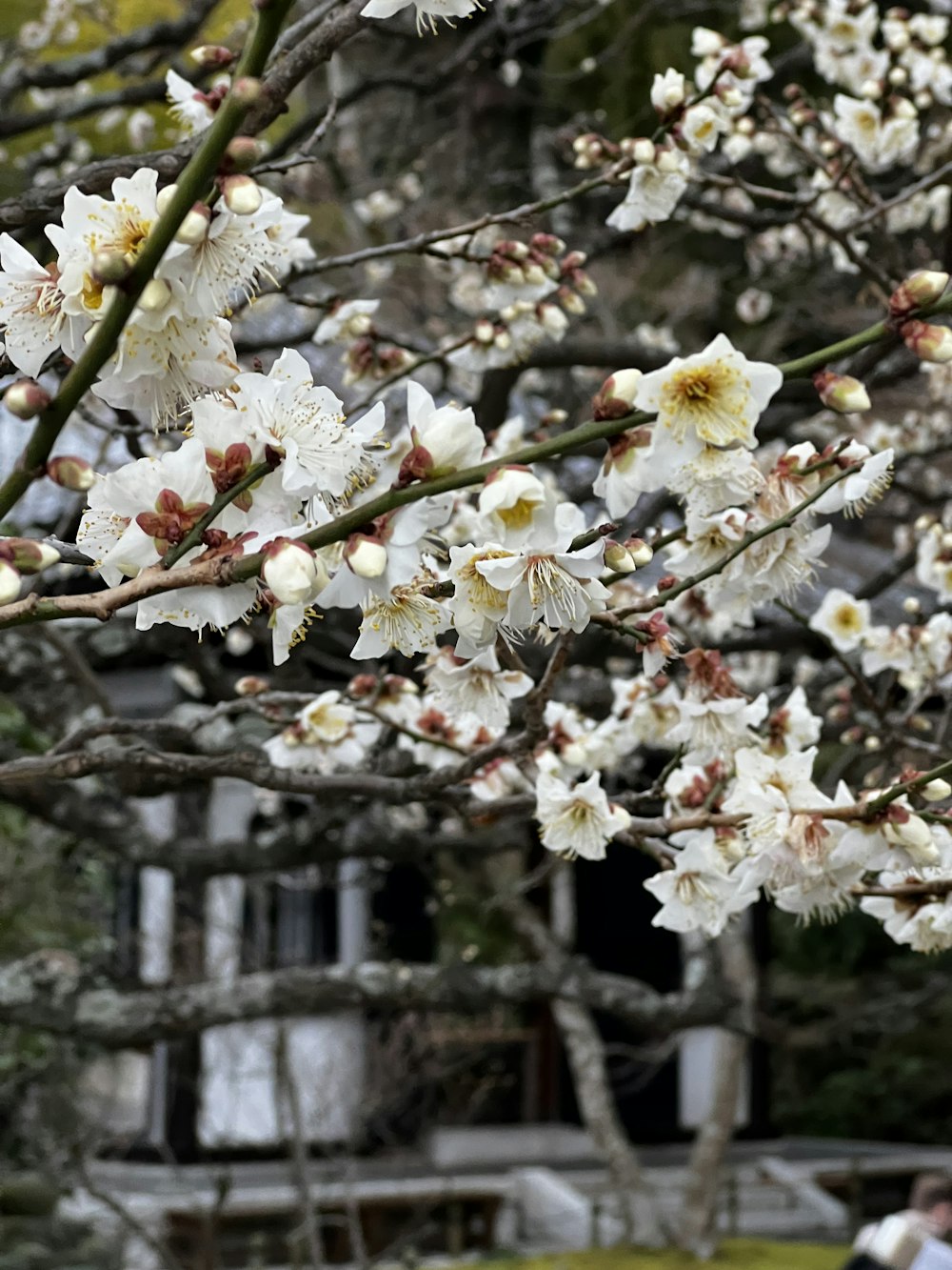 un arbre aux fleurs blanches devant un bâtiment