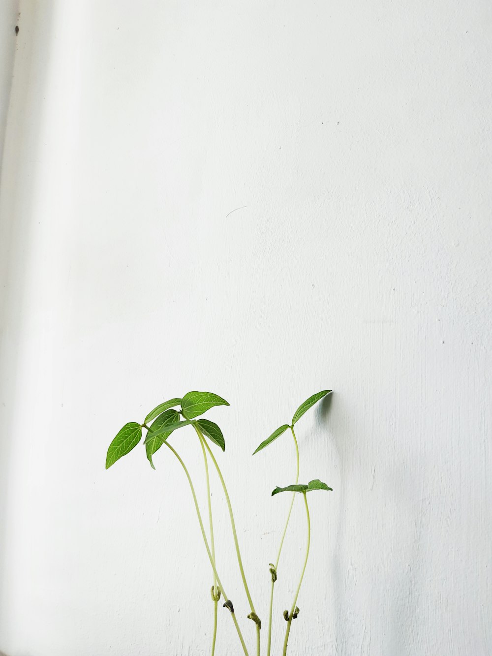 a potted plant sitting on top of a wooden table