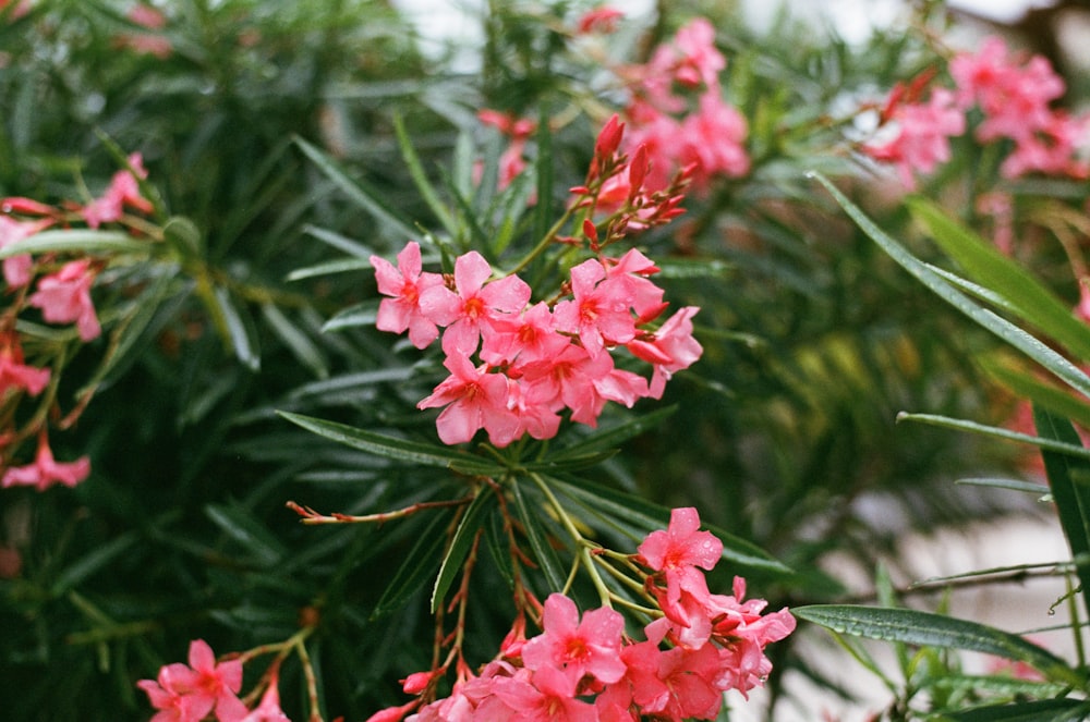 a close up of pink flowers on a tree