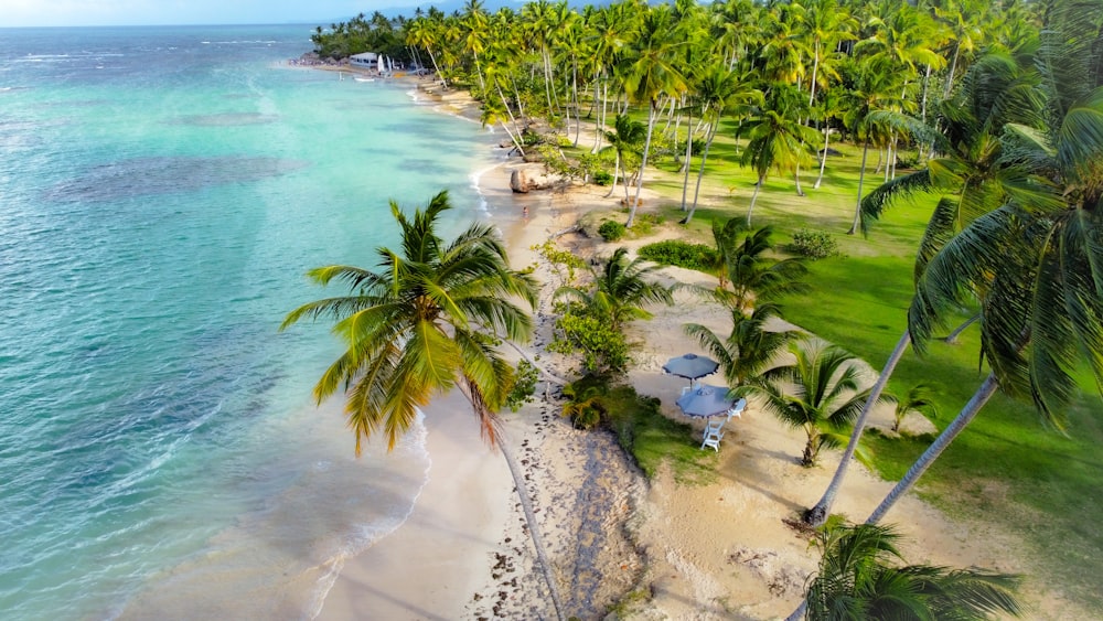 an aerial view of a beach with palm trees