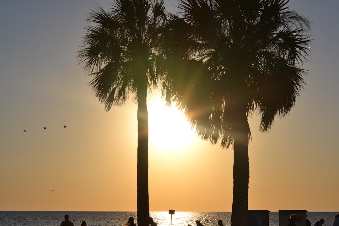 a couple of palm trees sitting next to the ocean,