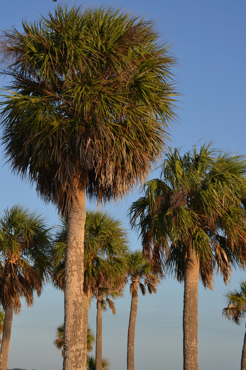 a row of palm trees with a blue sky in the background