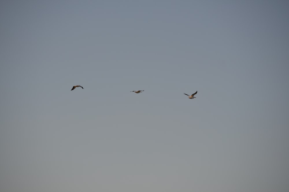 a group of birds flying through a gray sky