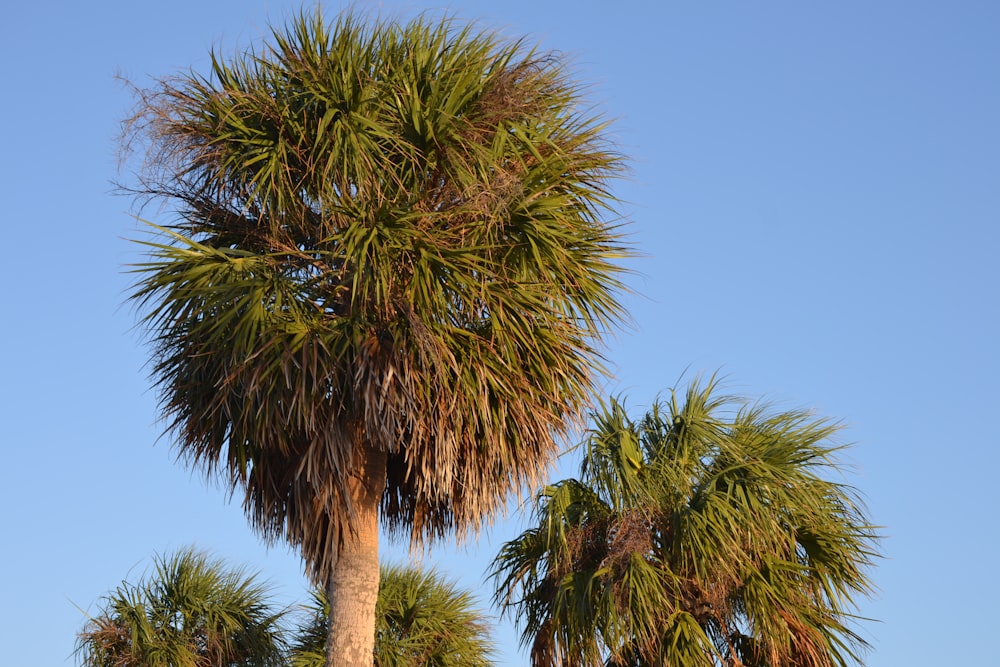 a couple of palm trees sitting next to each other