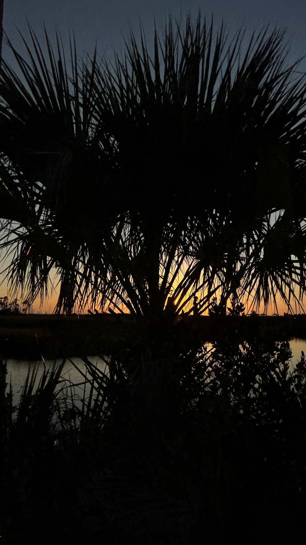 the sun is setting behind a palm tree