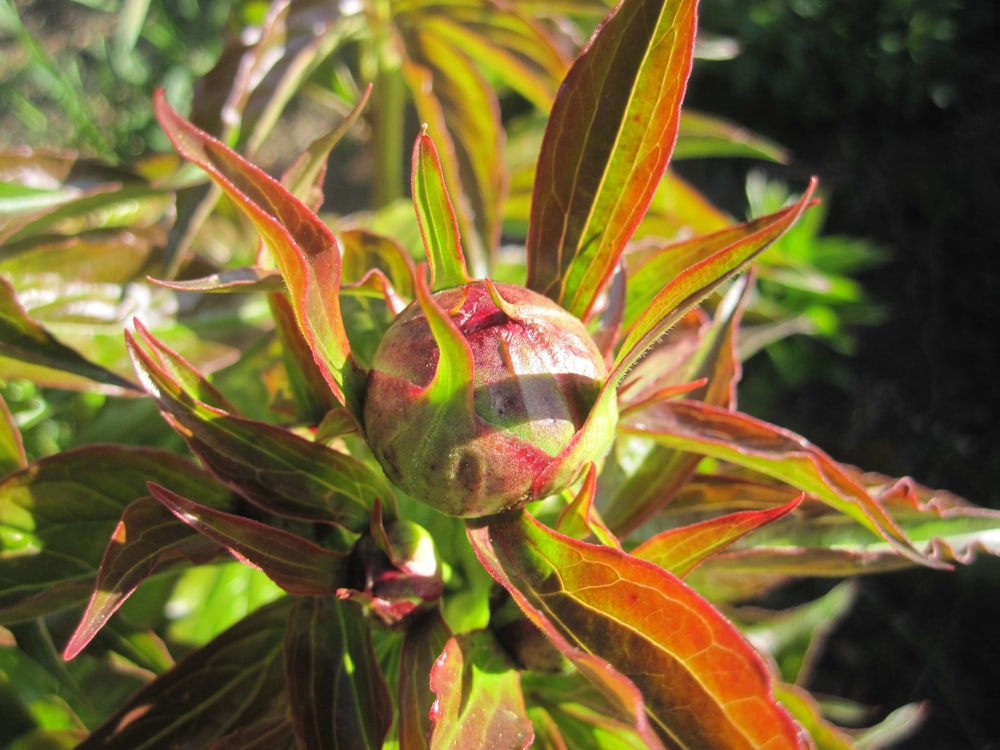 a close up of a plant with red and green leaves