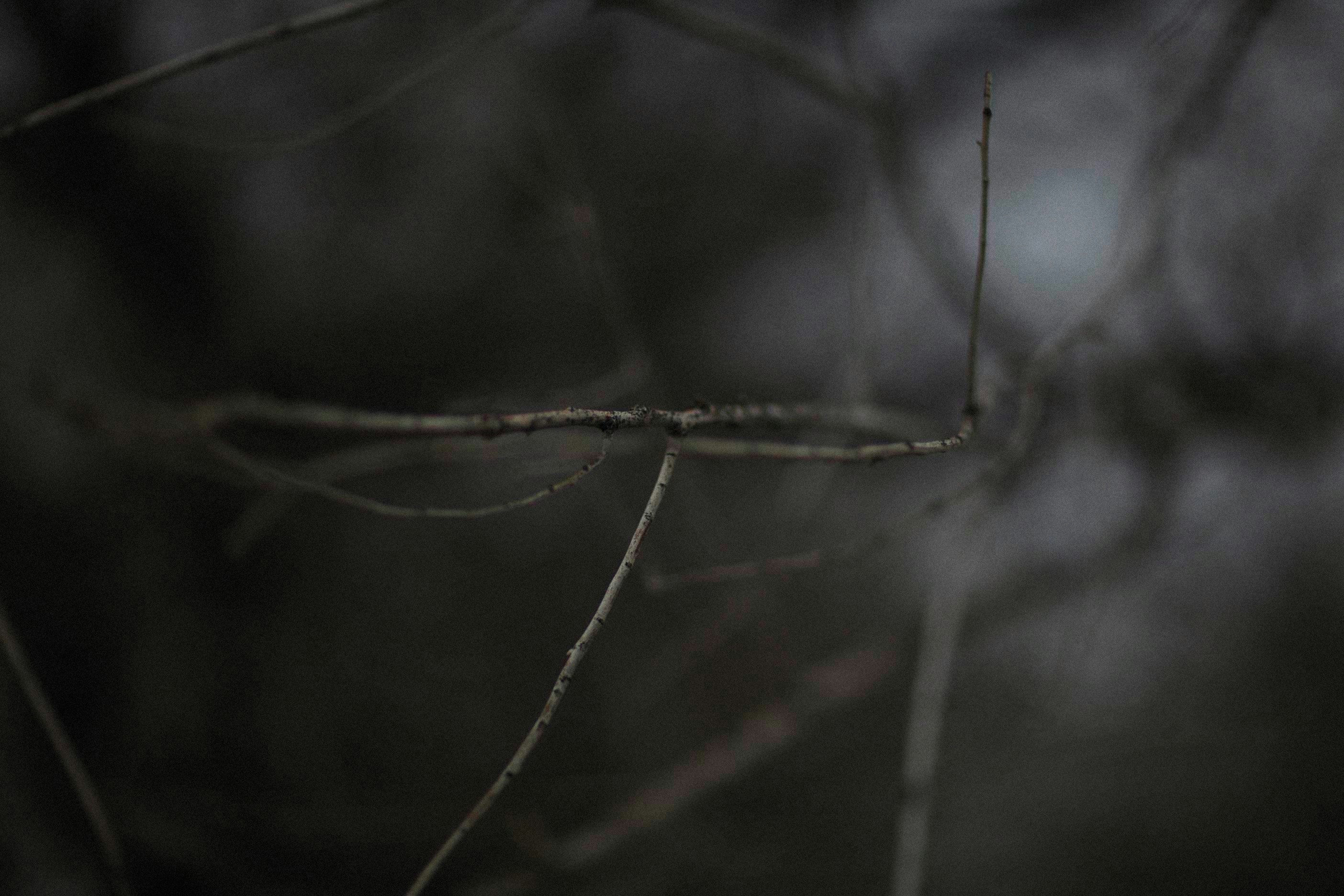 Photo by alexeydemidov