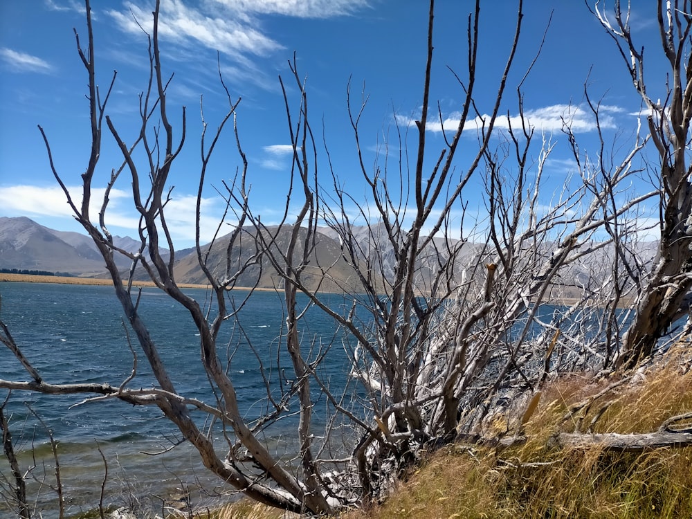 a body of water surrounded by trees and grass