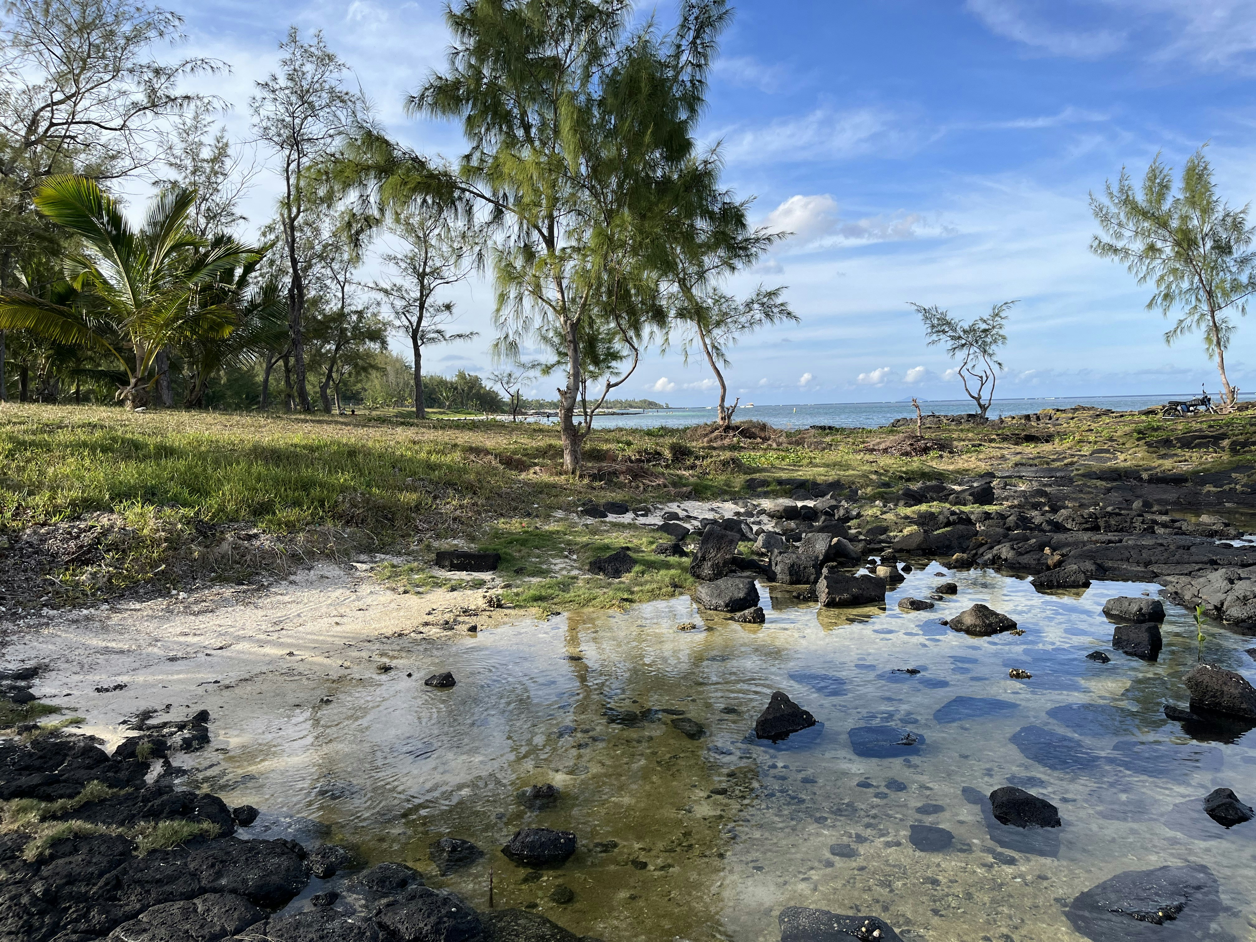 Un piccolo ruscello che attraversa un rigoglioso campo verde