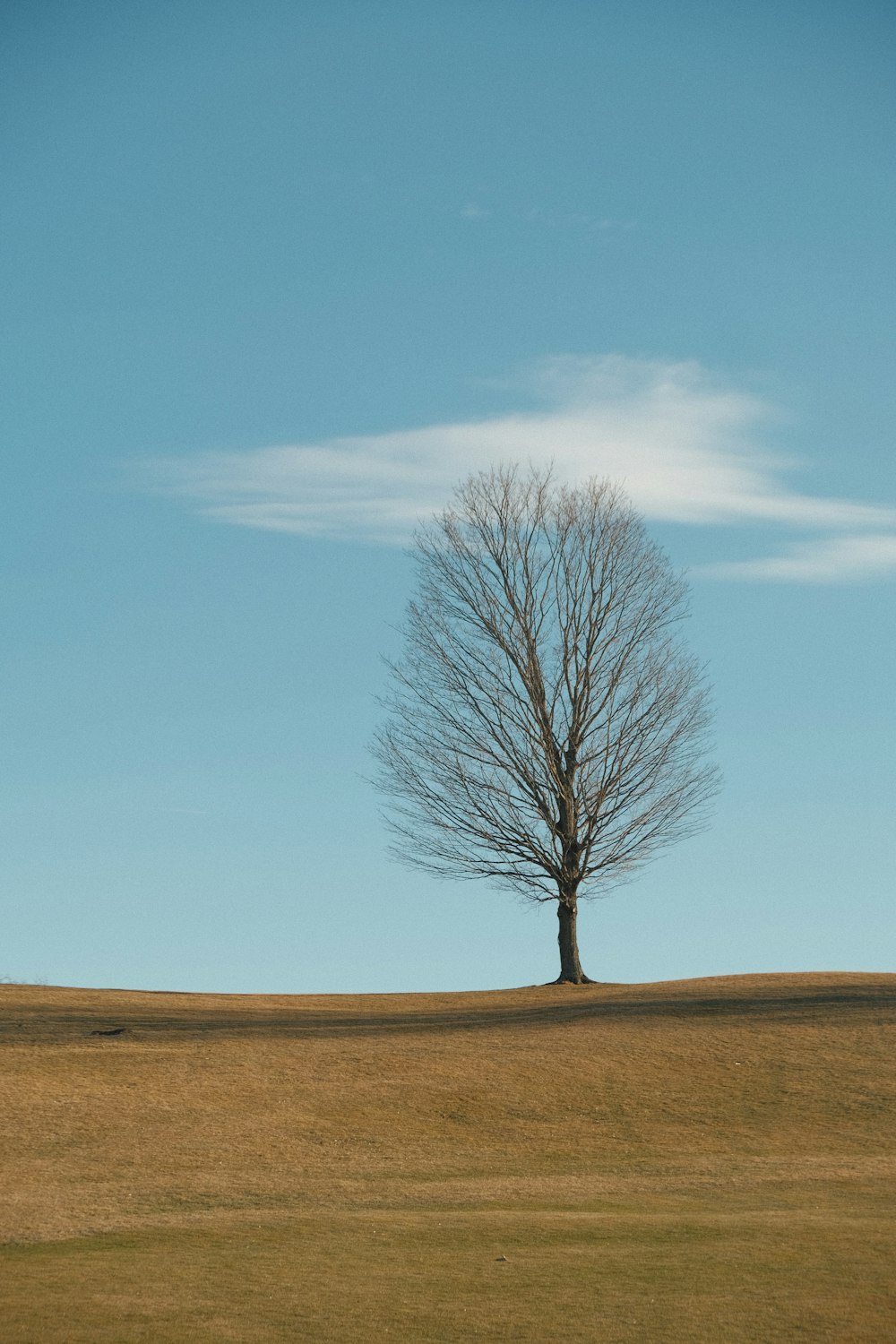 a lone tree stands alone in a field