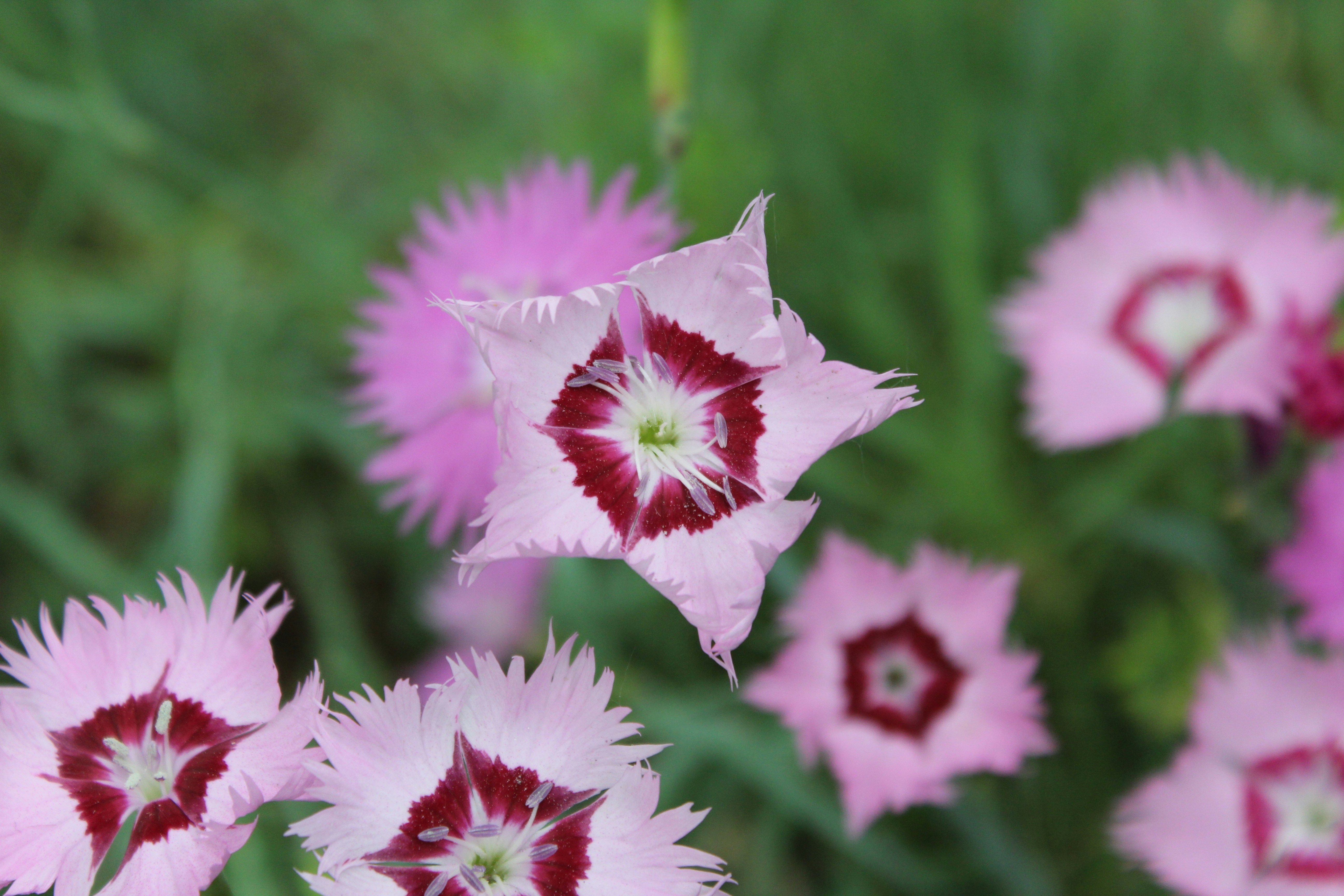 Photo by msaimakin