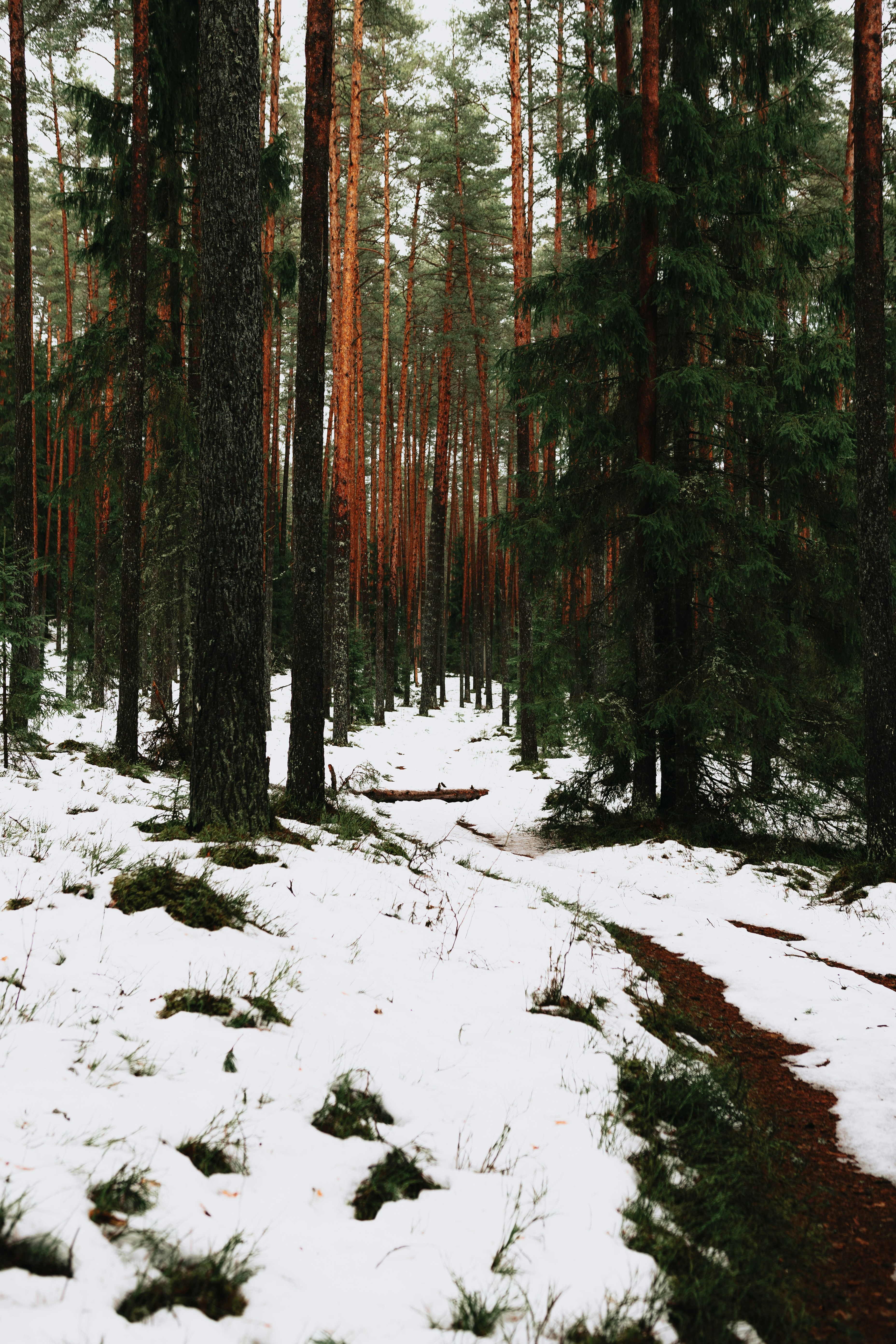 A path through a snow covered forest with lots of trees photo – Free ...