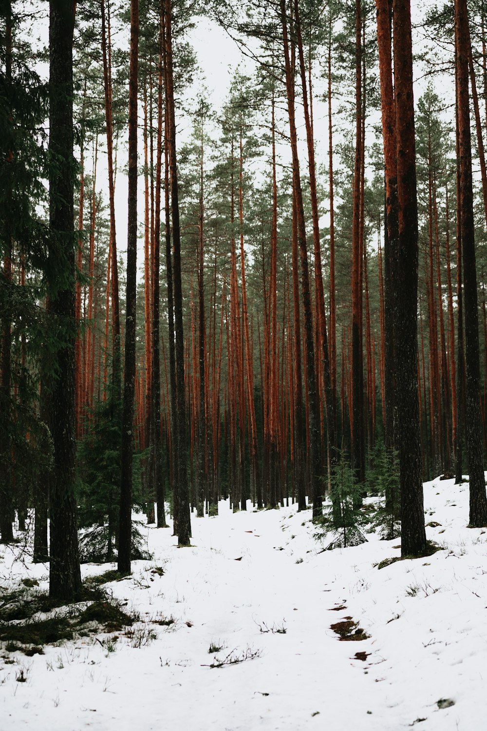 a snow covered forest with lots of tall trees