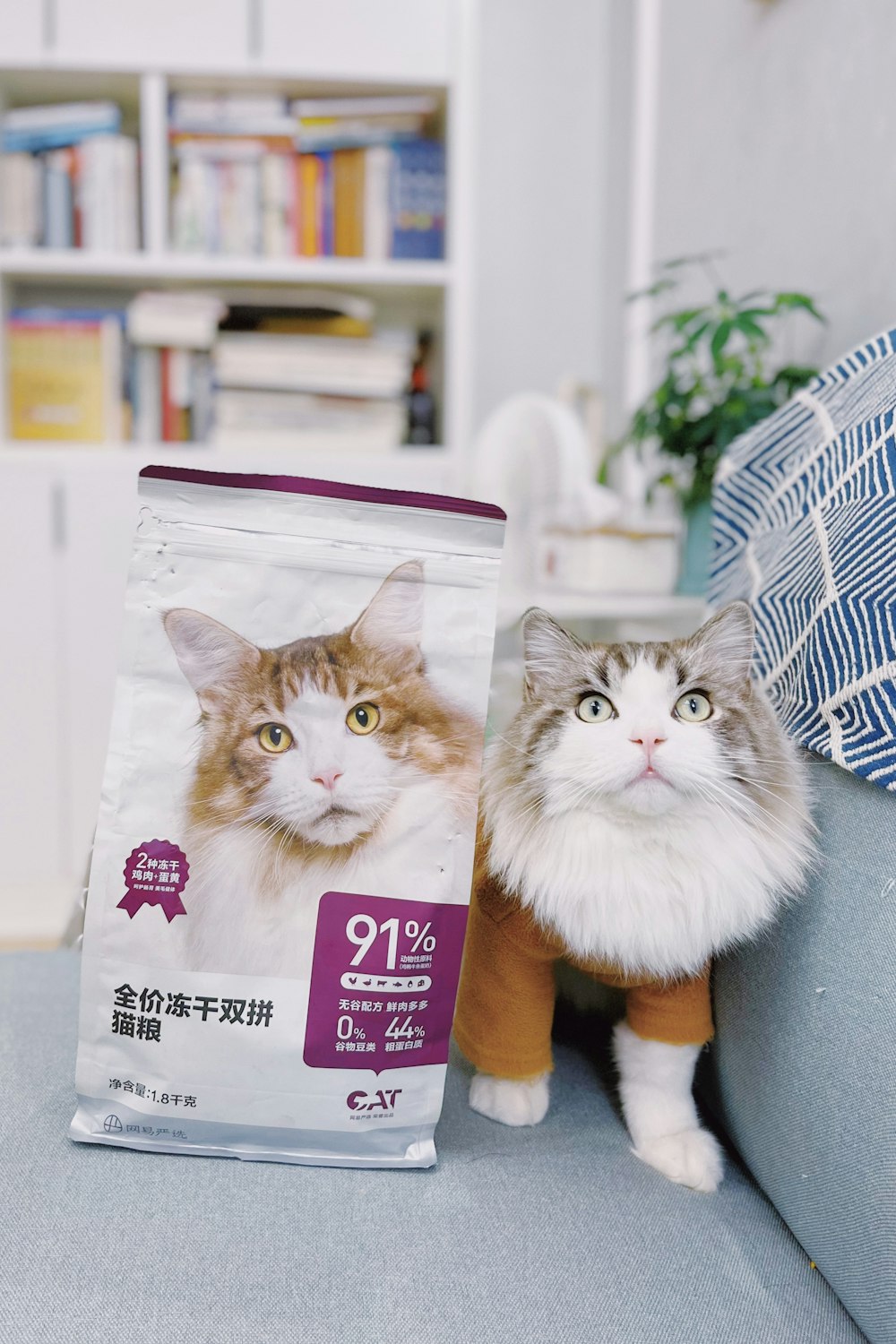 a cat sitting on a couch next to a bag of cat food
