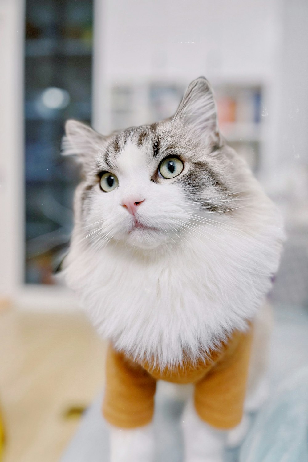 a grey and white cat wearing a sweater