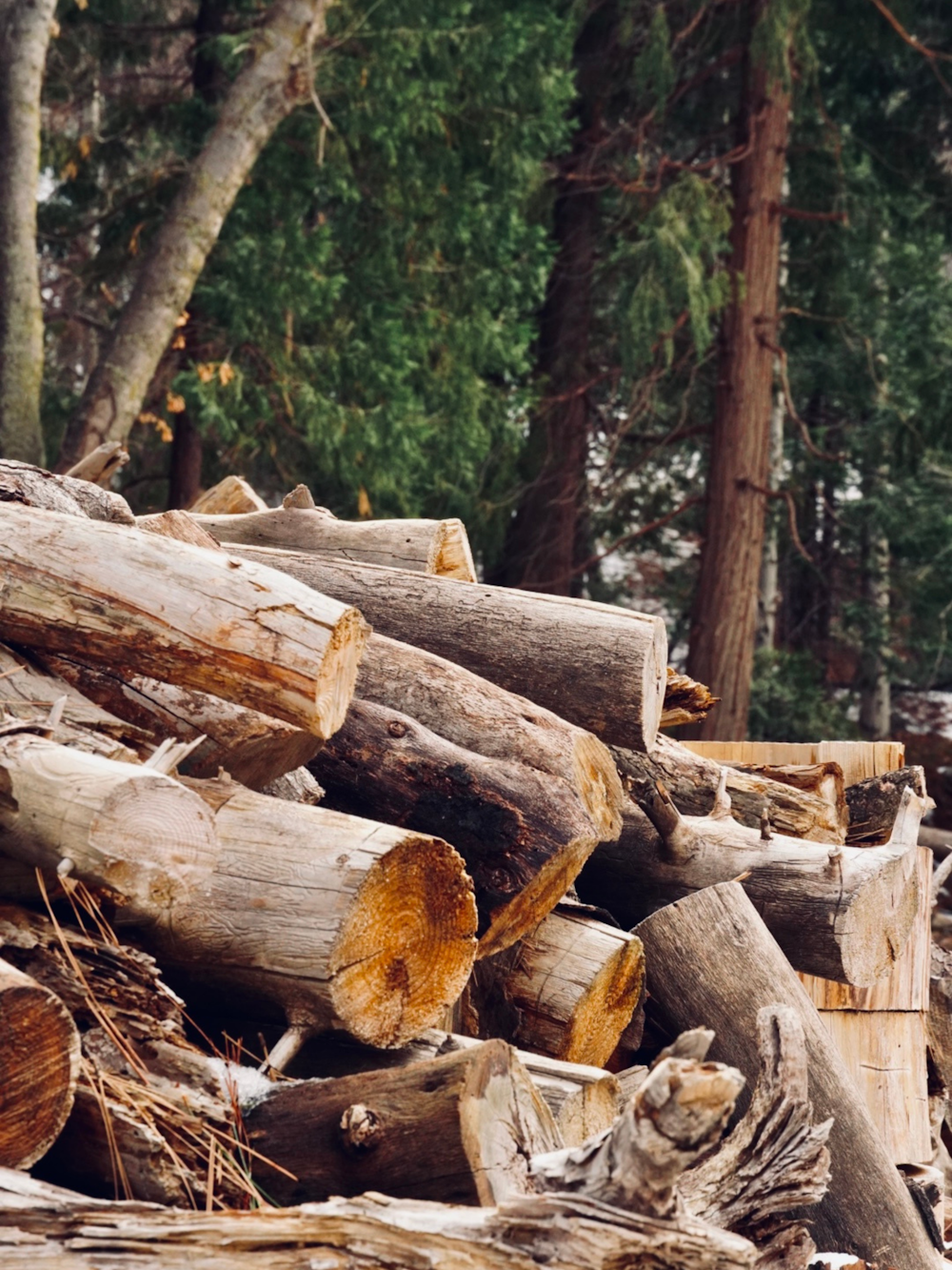 a pile of wood sitting in the middle of a forest