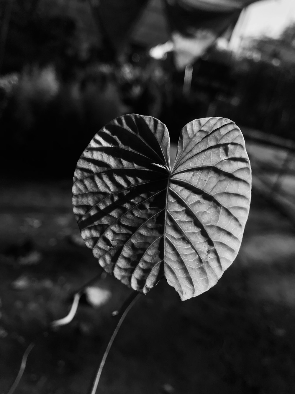 a leaf that is sitting on the ground