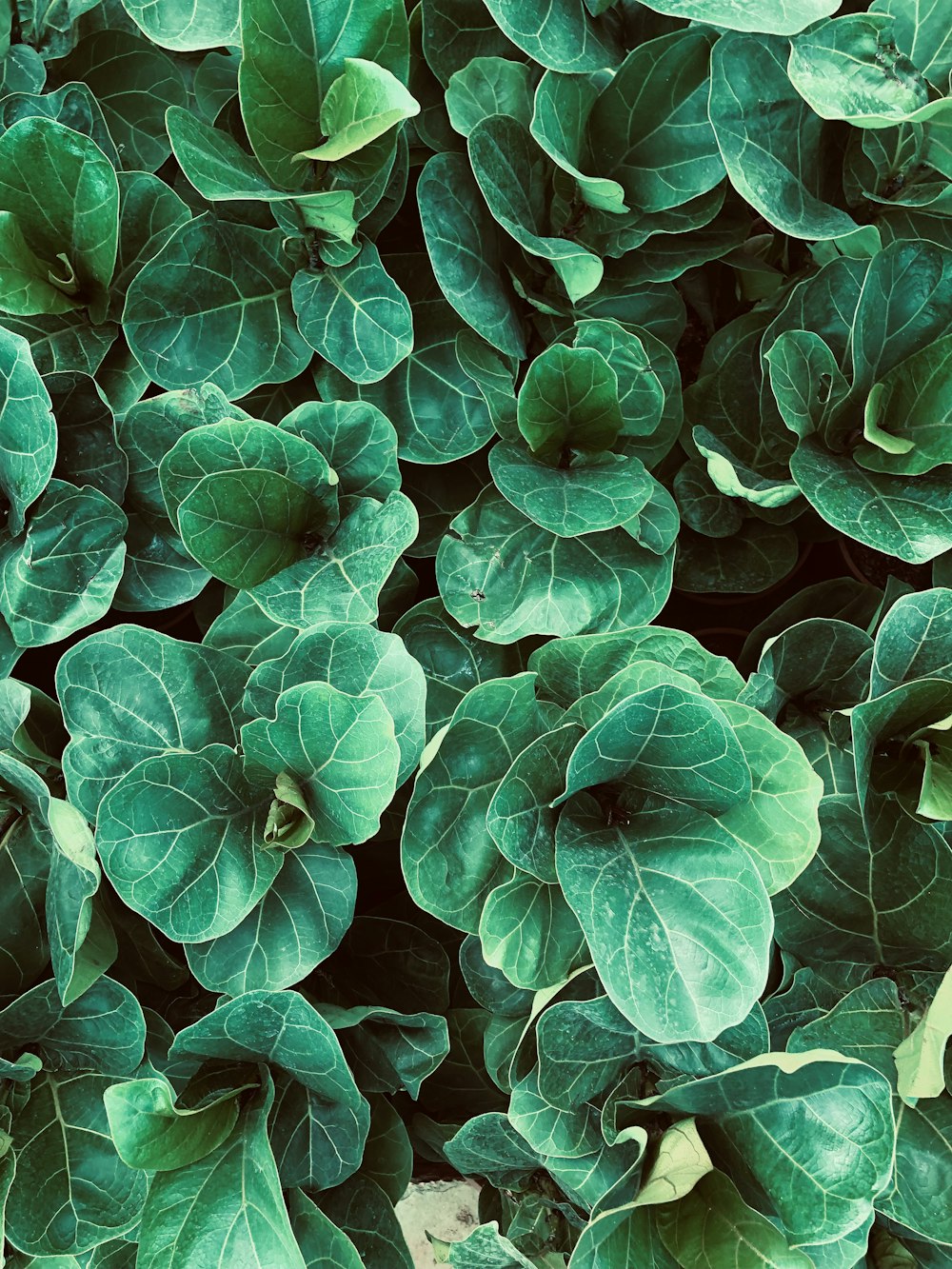 a close up of a bunch of green leaves