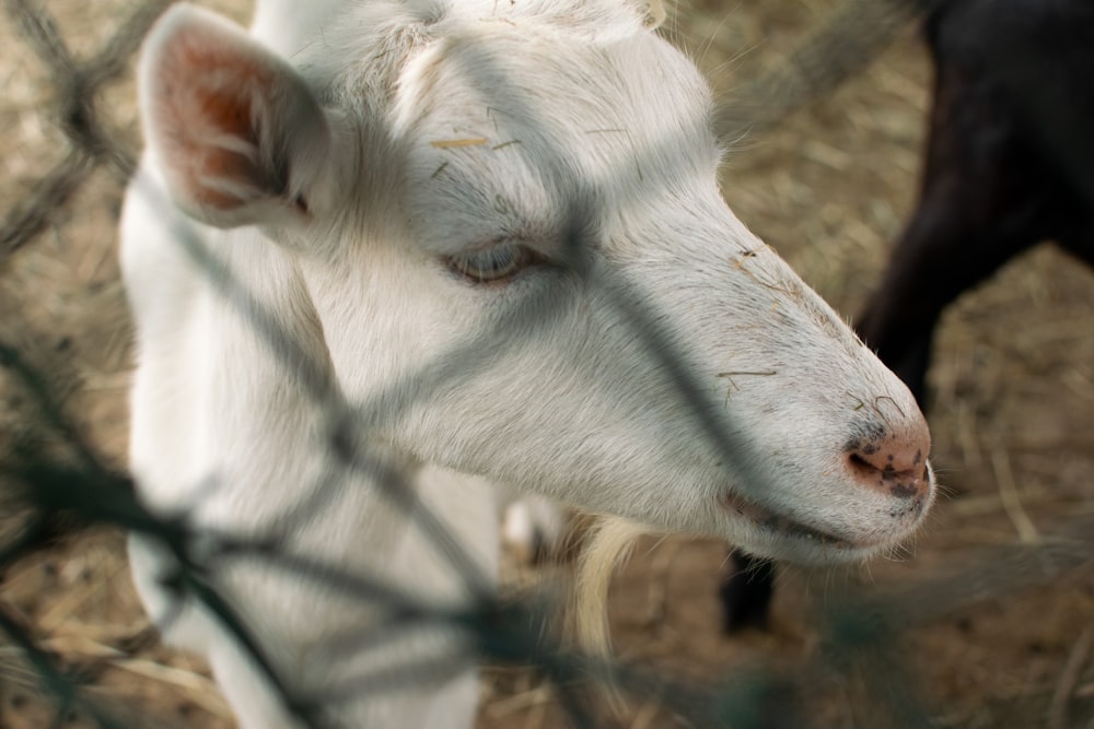 a close up of a goat behind a fence