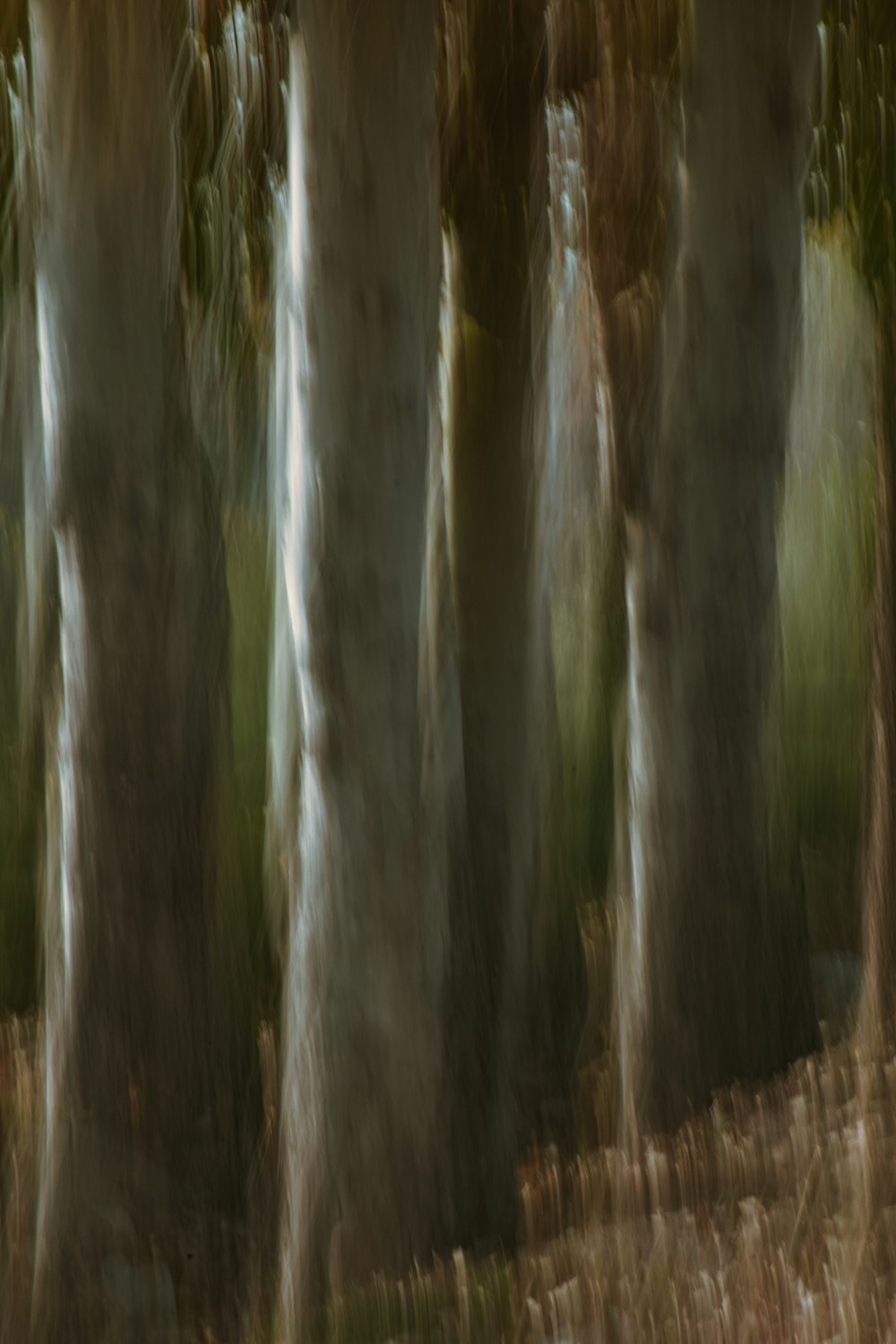 a blurry photo of trees in a forest