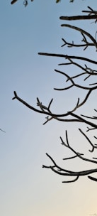 Bare tree branches silhouetted against a gradient sky transitioning from blue to light yellow at the horizon. The branches are without leaves, creating an intricate, almost skeletal pattern.
