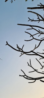 Bare tree branches silhouetted against a gradient sky transitioning from blue to light yellow at the horizon. The branches are without leaves, creating an intricate, almost skeletal pattern.