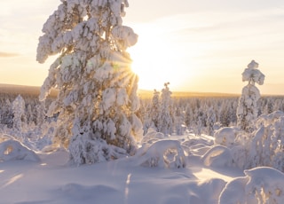 A snow-covered forest and the sun in Lapland, Finland.