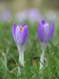 a couple of purple flowers sitting on top of a lush green field