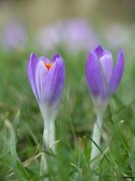 a couple of purple flowers sitting on top of a lush green field