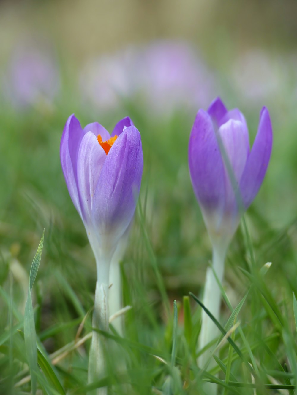 a couple of purple flowers sitting on top of a lush green field