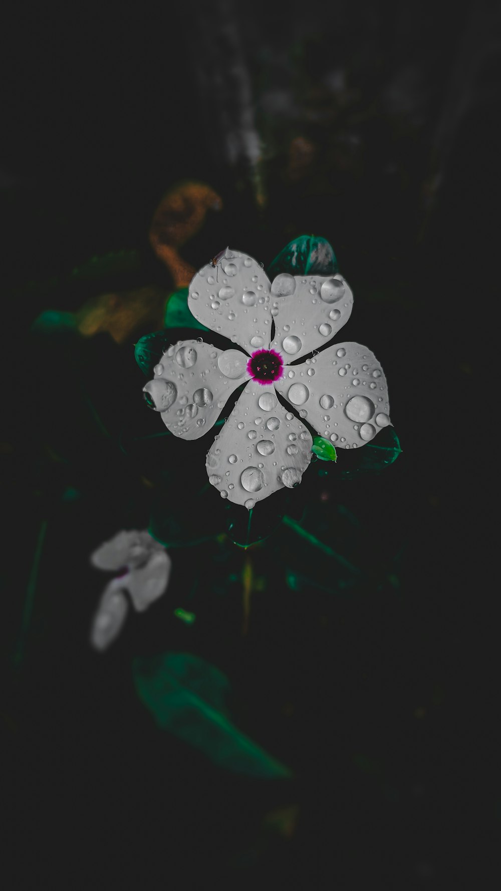 eine weiße Blume mit Wassertröpfchen darauf