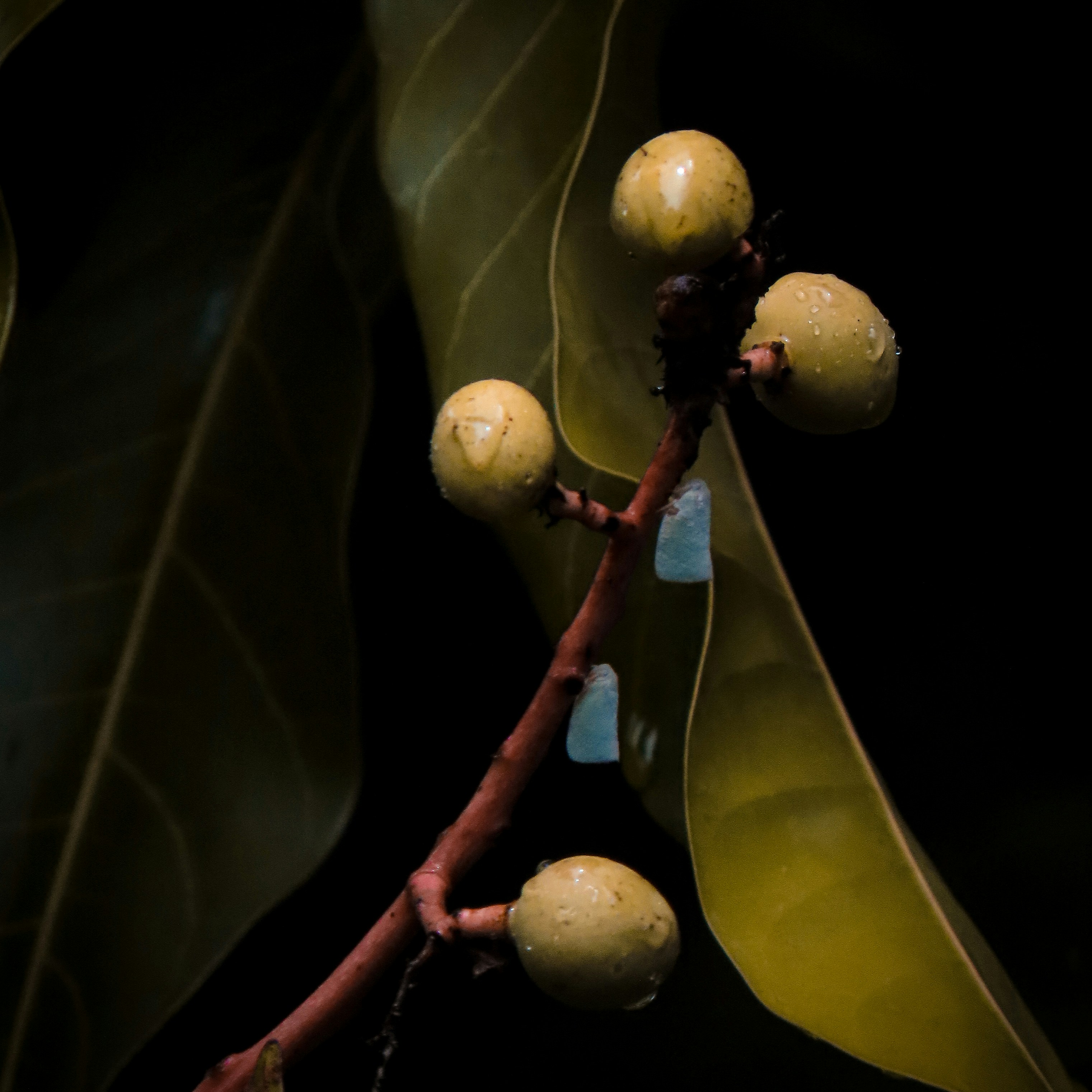 a close up of a plant with leaves