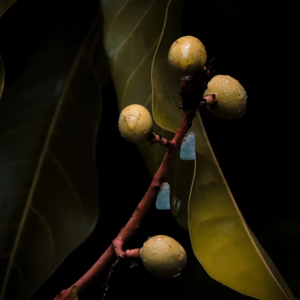 Carabao Mangoes