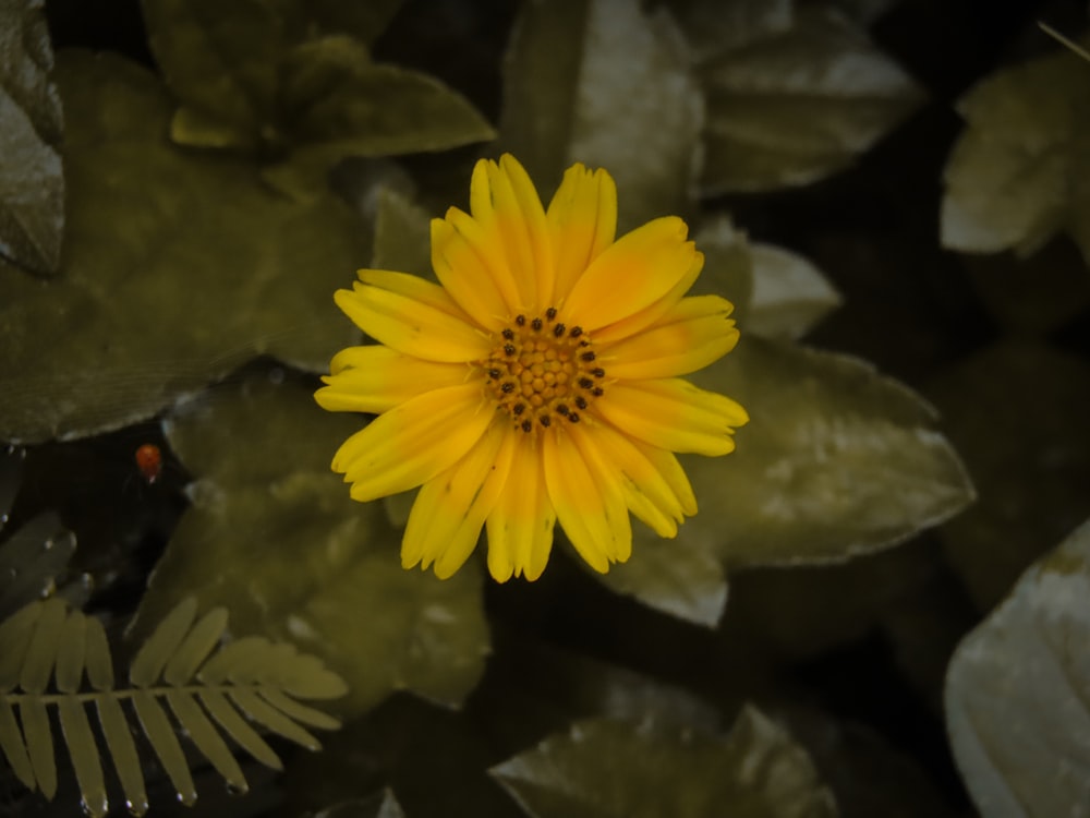 a yellow flower with green leaves in the background