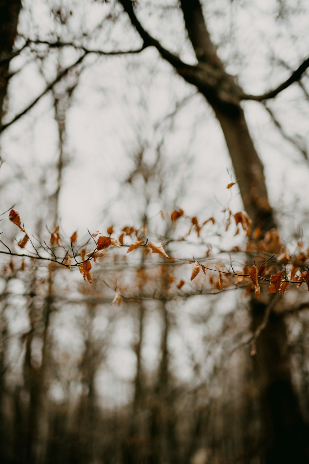 a tree branch with some leaves on it